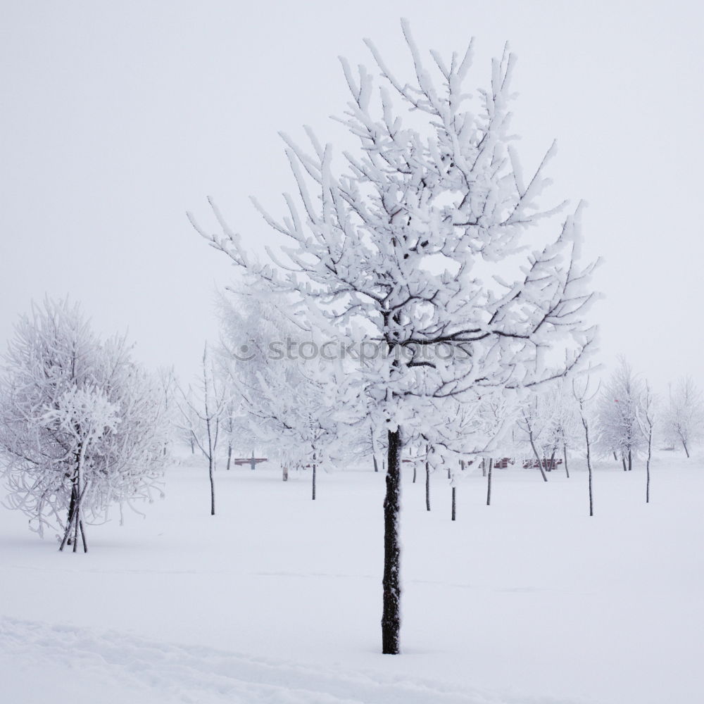 Similar – Rider on the (snow) storm