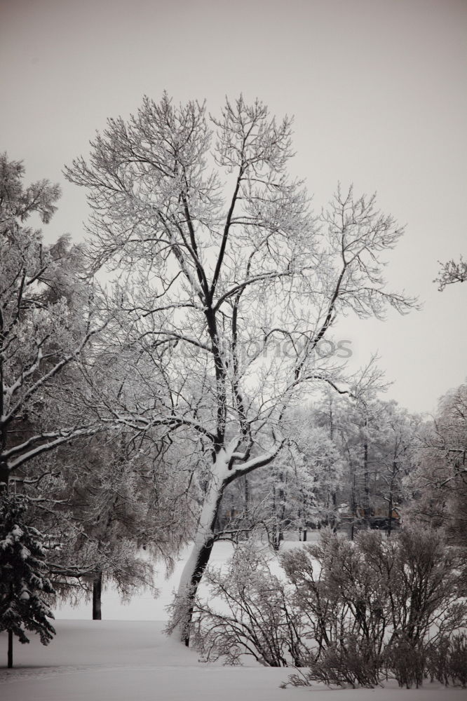 Similar – Image, Stock Photo *400* Winter mood