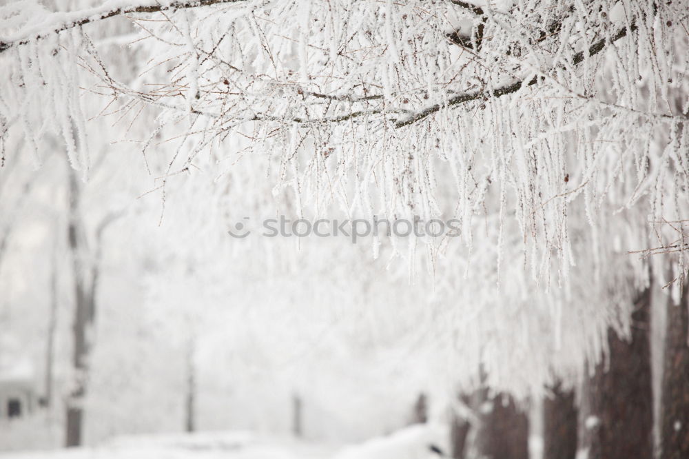 Similar – Image, Stock Photo ice age Cold Ice cream