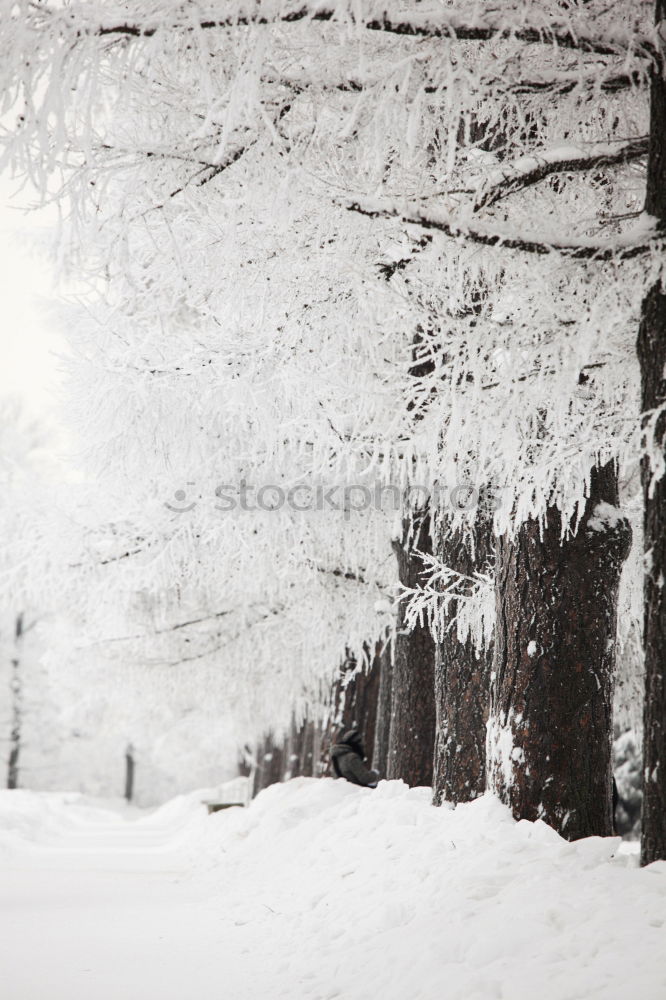 Similar – Foto Bild Der Bär groovt Baum