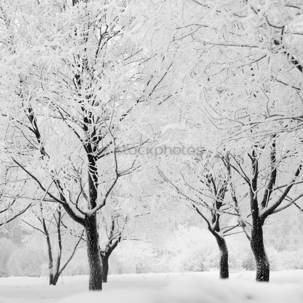 Similar – Foto Bild Stille II Winter Schnee