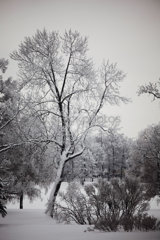 Similar – Image, Stock Photo jaw Environment Nature