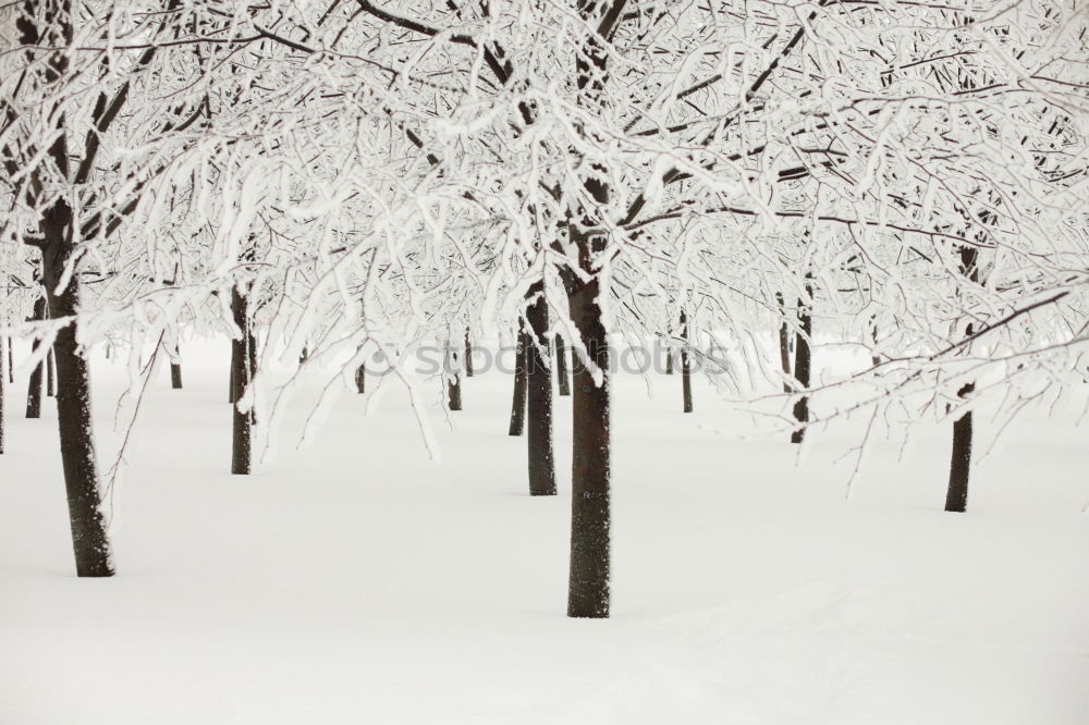 Similar – Flamingos im Schnee