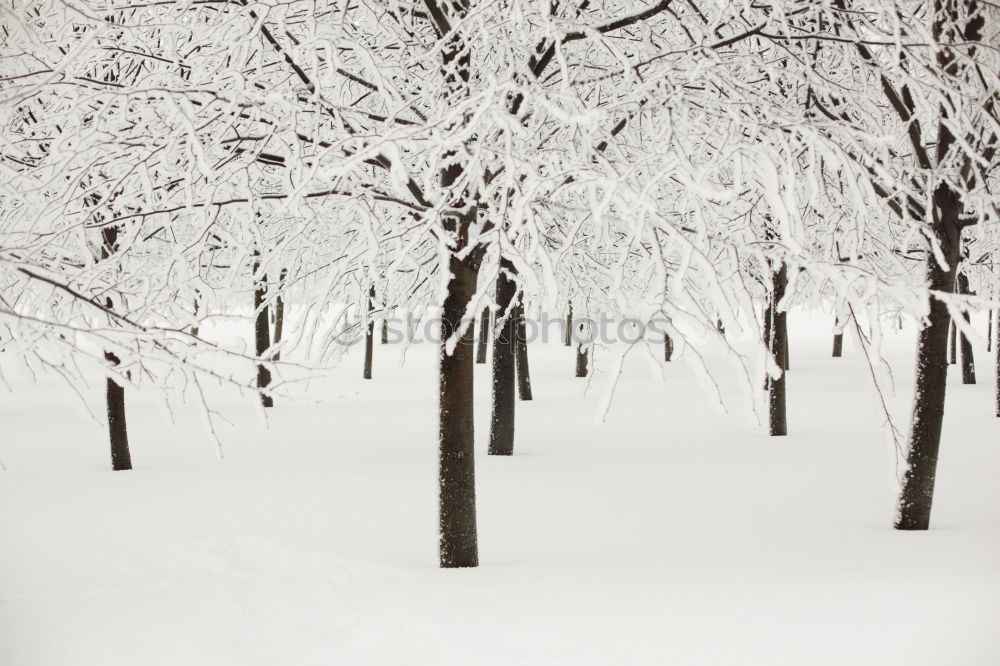 Similar – Flamingos im Schnee