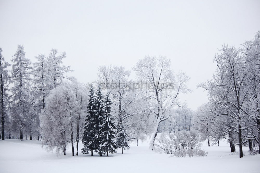 Similar – Trees in a hilly snowy landscape