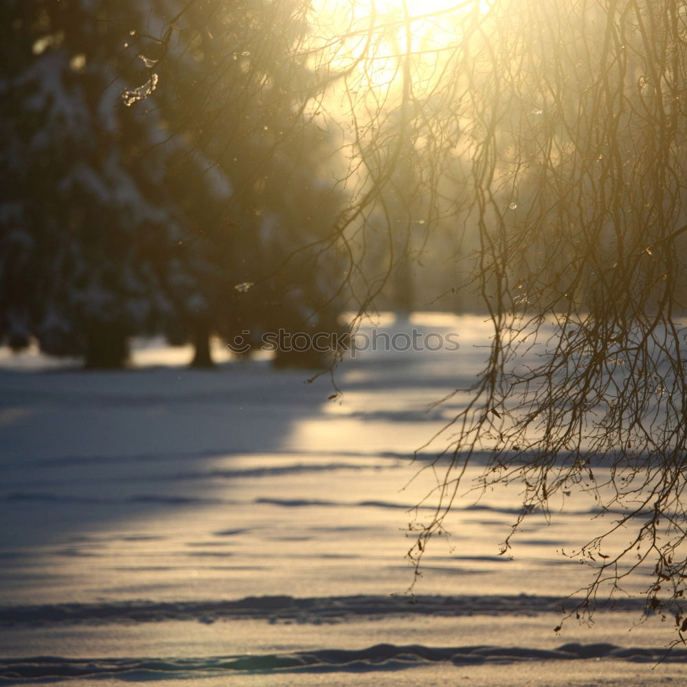 Similar – winter walk Environment