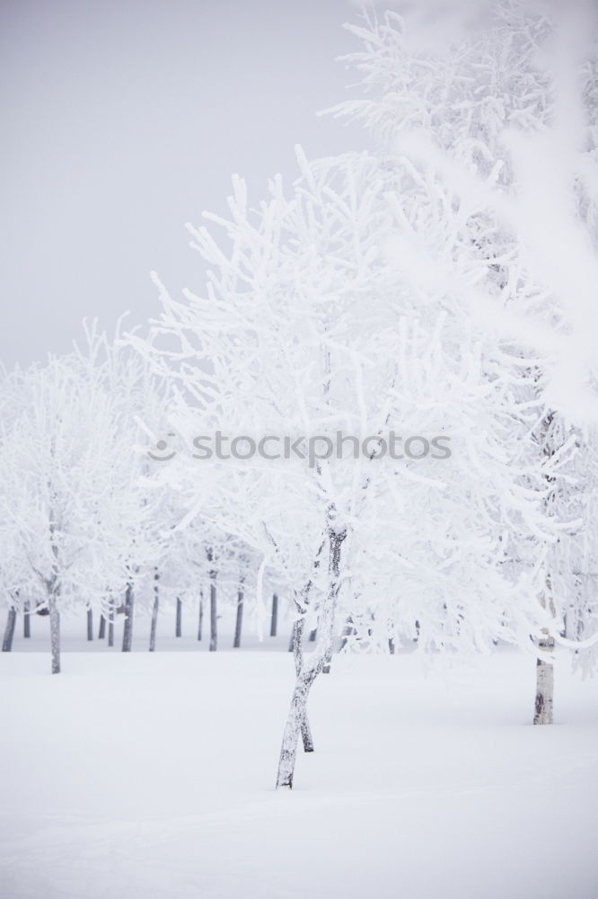 Similar – Image, Stock Photo winter tree Winter Snow