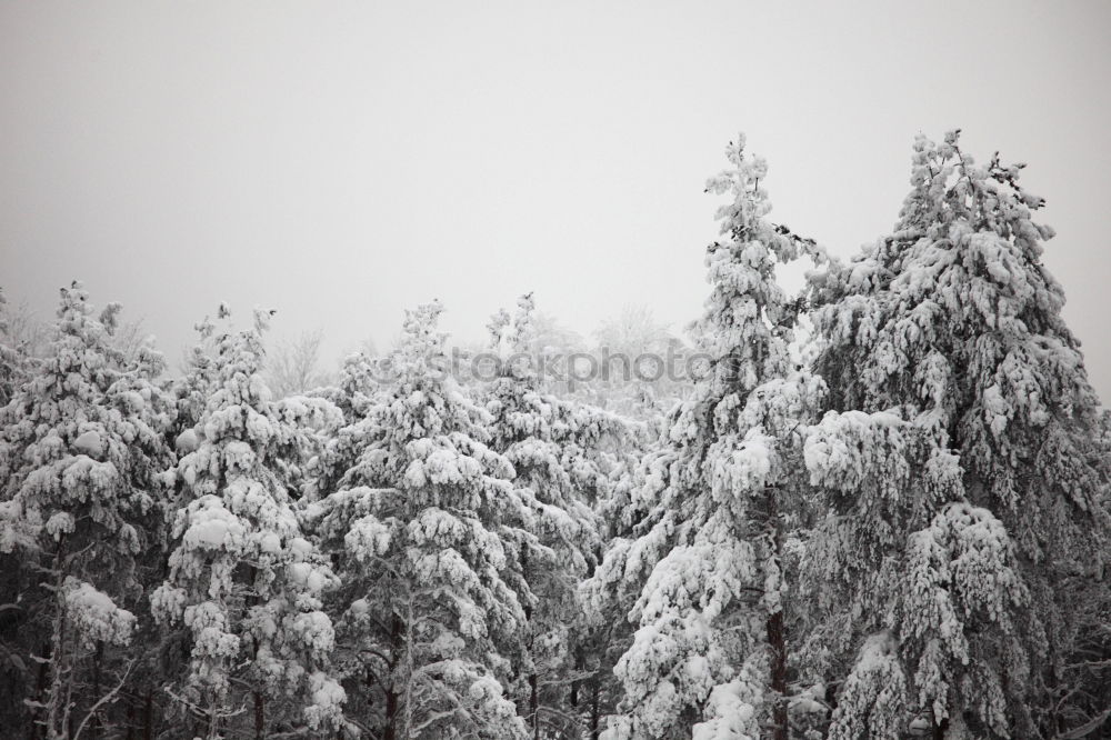 Similar – Foto Bild Heimat des Schneeadlers