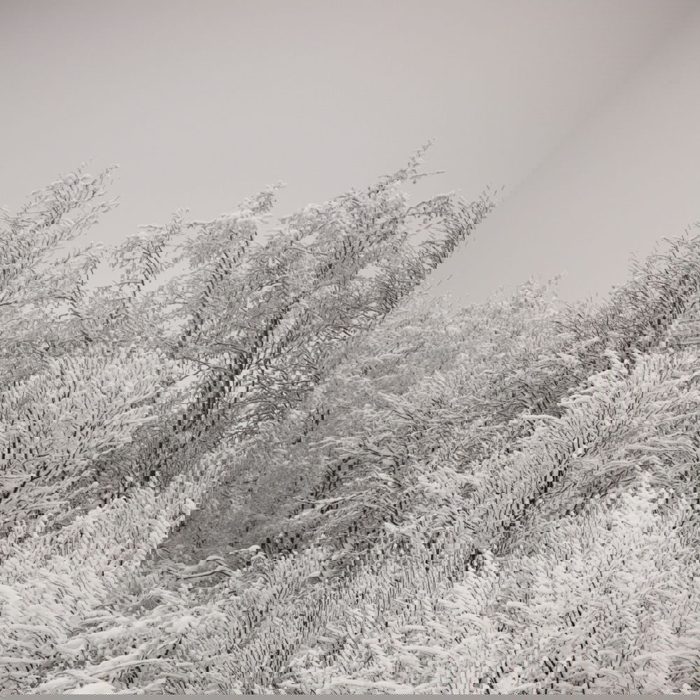 Similar – Foto Bild WINTERZAUBER Umwelt