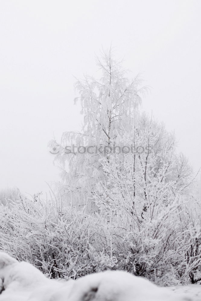 Similar – Image, Stock Photo snow blind Environment