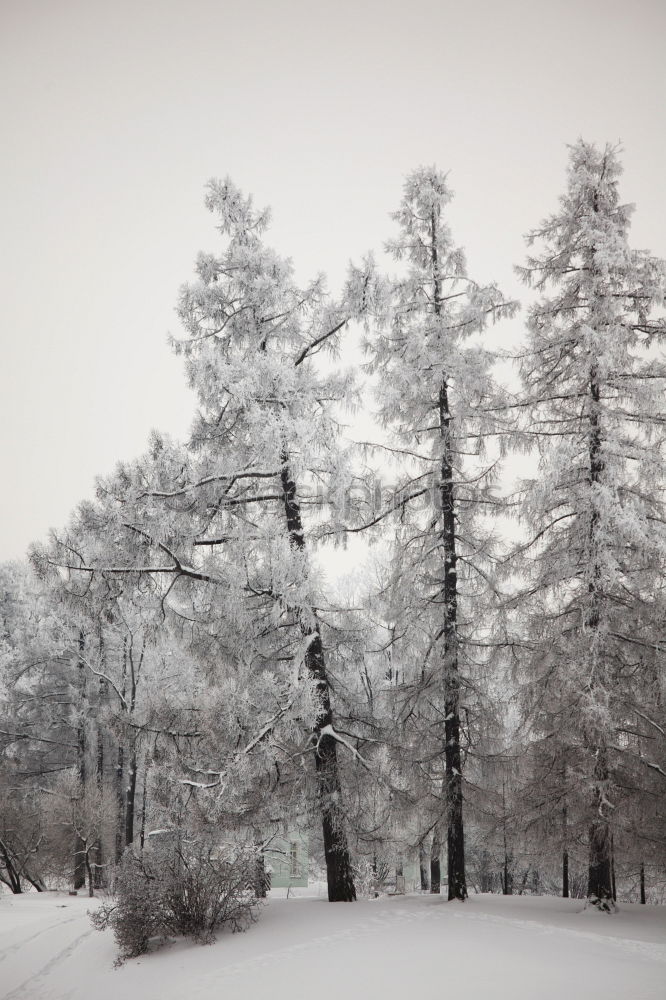 Similar – Image, Stock Photo jaw Environment Nature