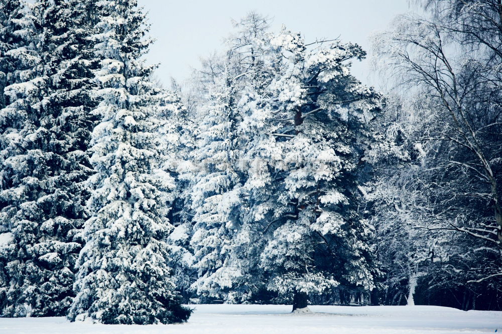 Similar – WINTER I Winter Baum Licht