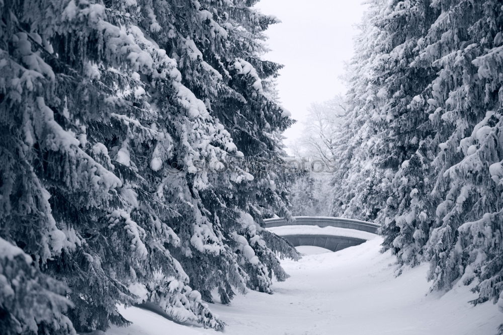 cross-country skiing trail