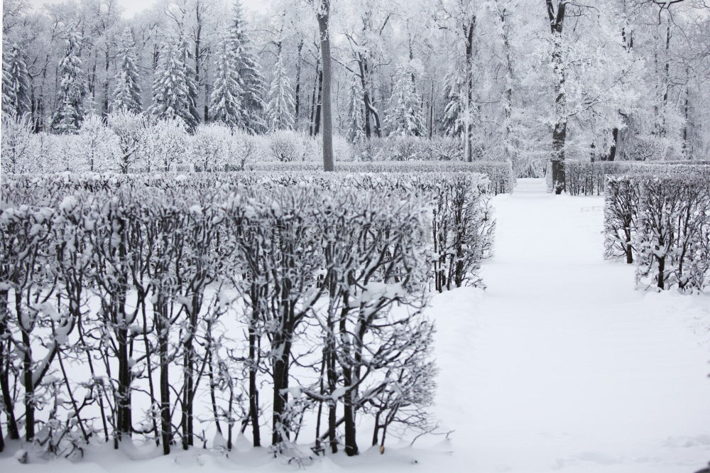 Similar – Young man jogging through meadow pathway during heavy snowing. Workout outdoors while winter snow storm