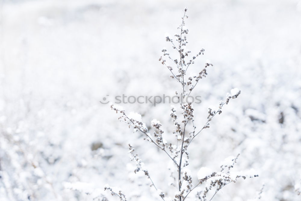 Similar – Image, Stock Photo hyposensitization Grass