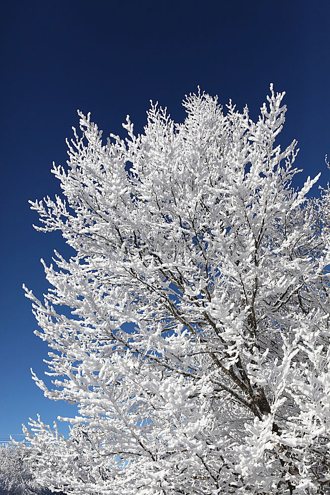 Sun rays in winter