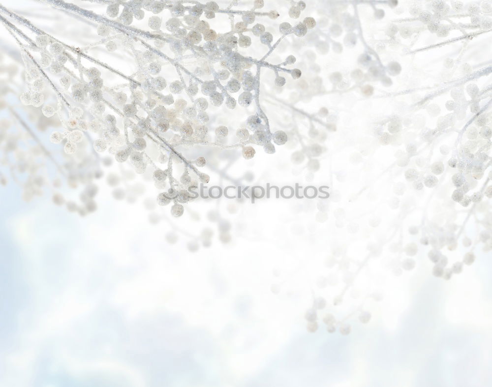 Similar – Image, Stock Photo magnolia Nature Plant Sky