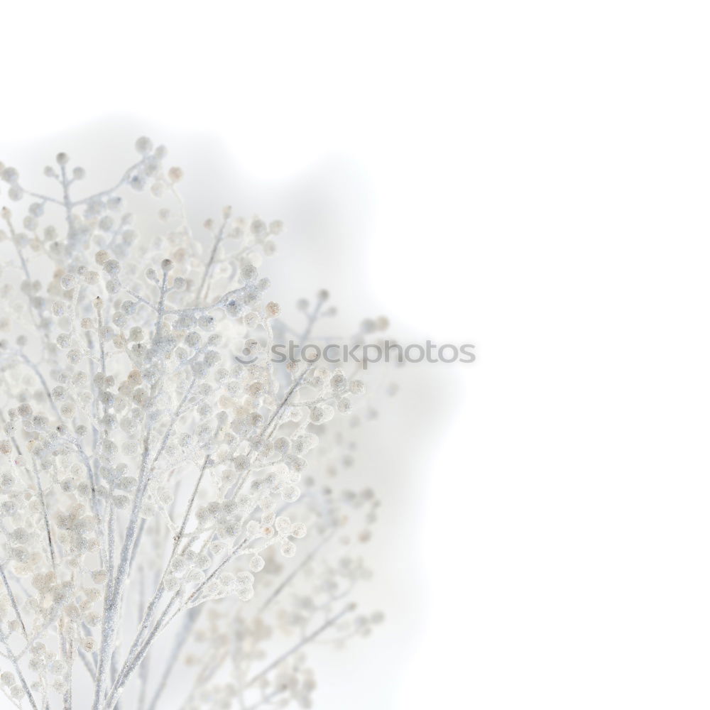 Similar – Macro of the umbrella of a dandelion wetted with glittering raindrops / dewdrops. Detail view.