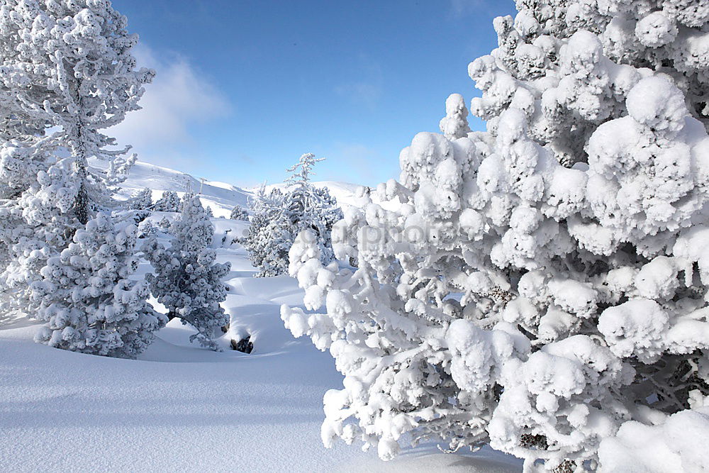 Similar – Christmas Snow Landscape with trees and sunflare, stryn, Norway