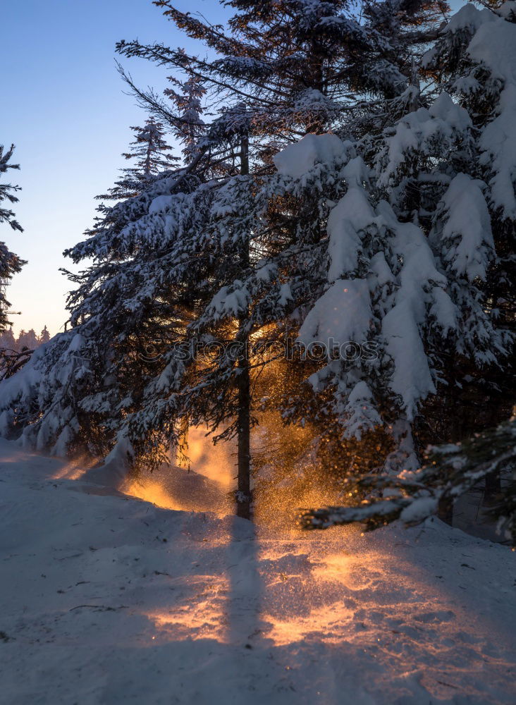 Similar – Image, Stock Photo Winter forest against the light Harz III