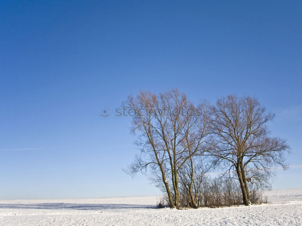 alone tree Winter Snow Sun