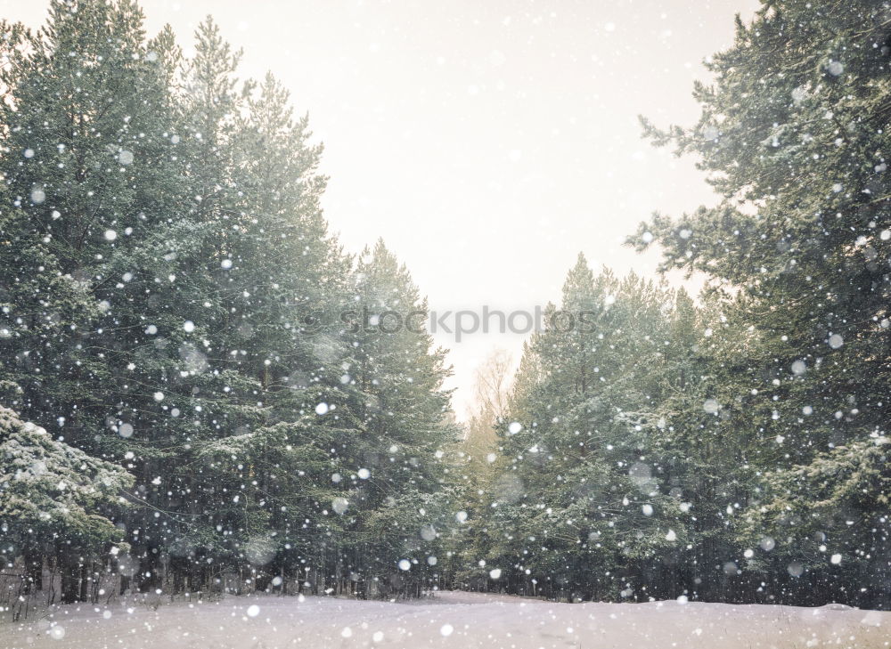 Similar – wintry glowing Winter Snow