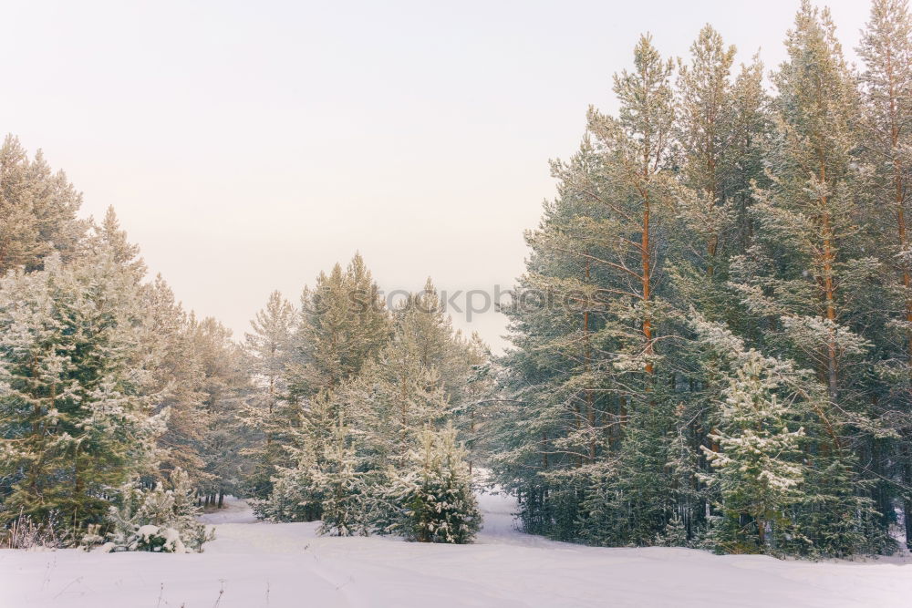 Similar – Image, Stock Photo treetops Style Environment