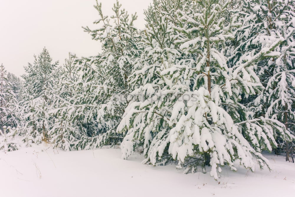 Similar – Image, Stock Photo winter top Exterior shot