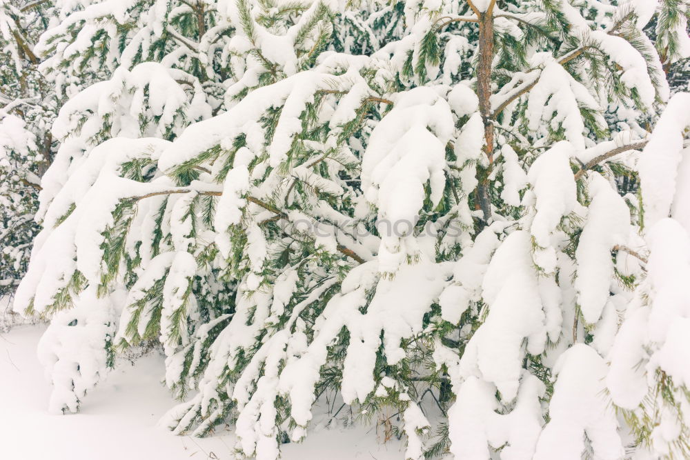 Similar – Image, Stock Photo winter top Exterior shot