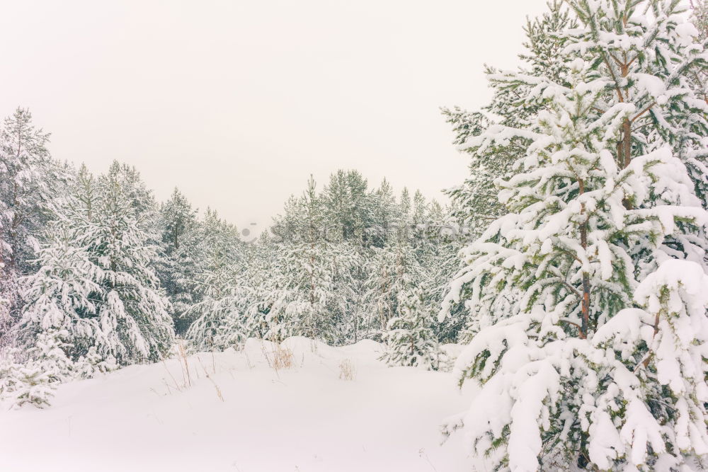 Similar – Image, Stock Photo Tourist with backpack in snowy forest