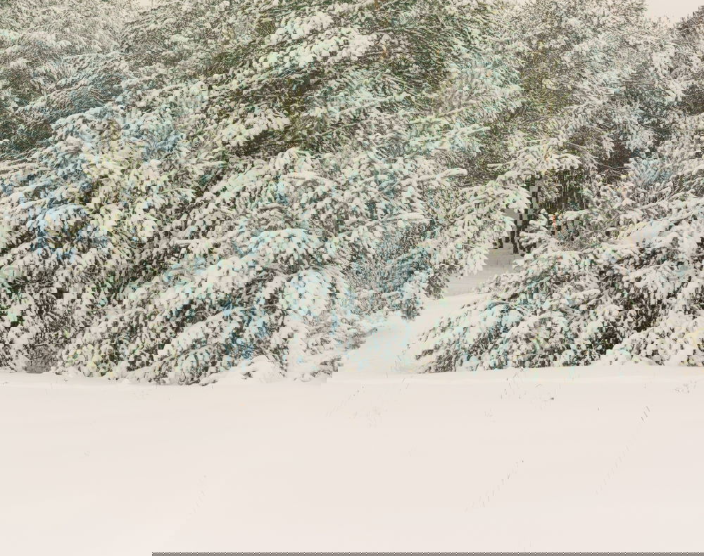 Similar – Image, Stock Photo turbidity Trip Autumn