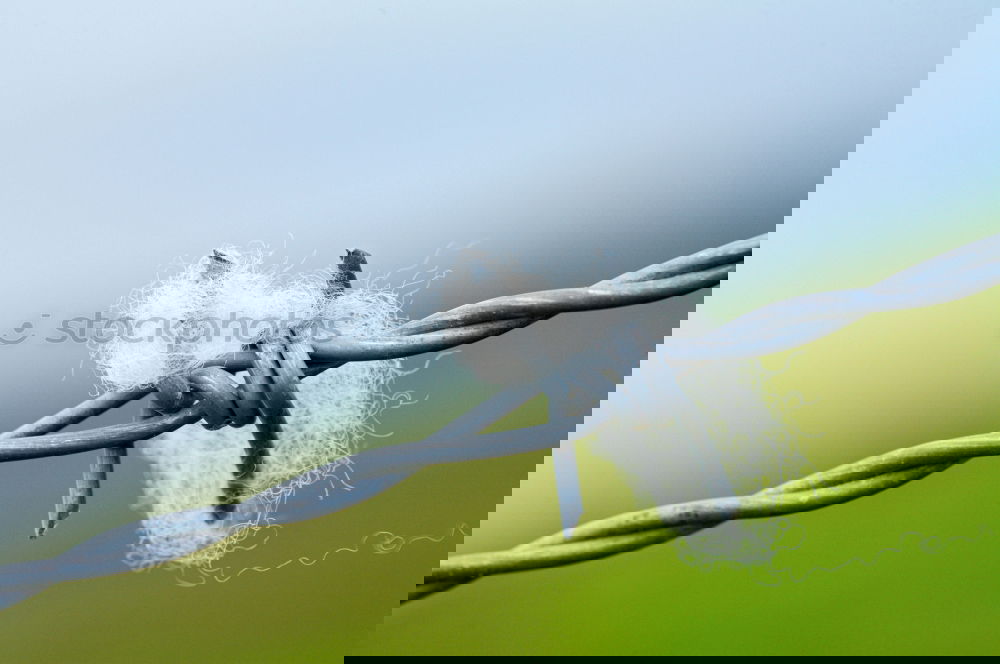 Image, Stock Photo barbed wire Barbed wire