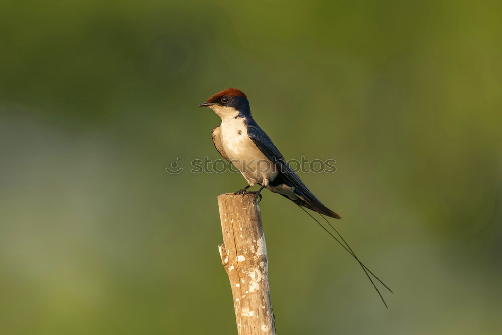 Similar – kingfisher Bird Tree