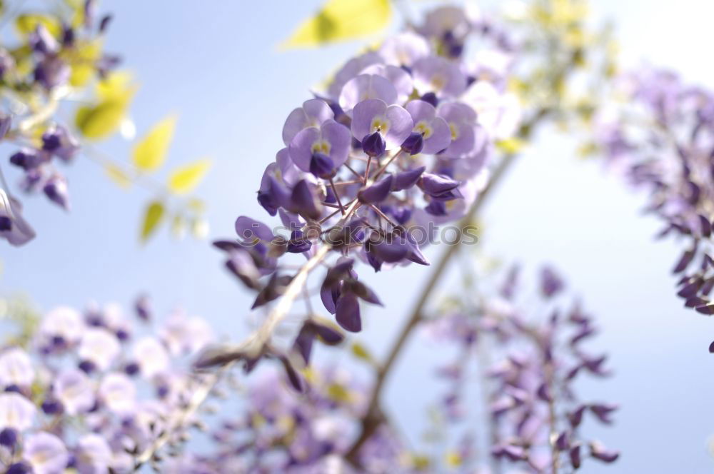 Similar – Image, Stock Photo spring meadow Environment