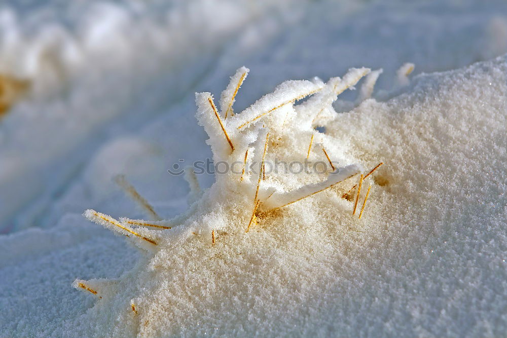 Similar – Single beech leaf on an ice surface