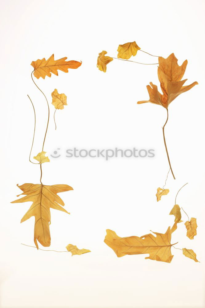 Similar – Image, Stock Photo colorful plant leaves Leaf