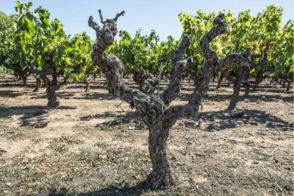 Similar – Image, Stock Photo Vine grapes Fruit