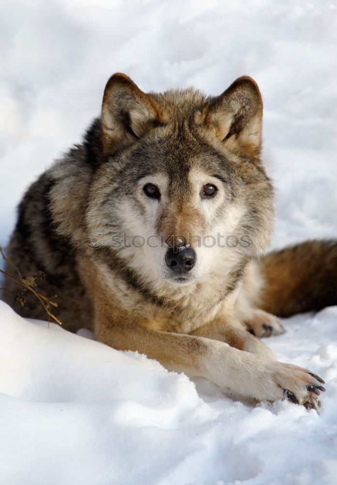 Similar – Image, Stock Photo Wolf 3 Environment Nature