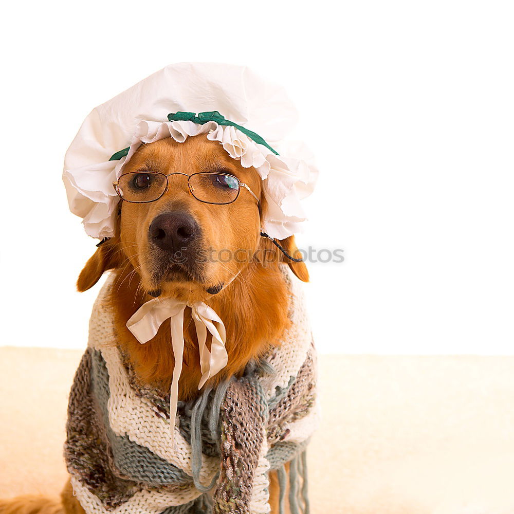 Similar – Image, Stock Photo Small dog with cucumber slices on his face
