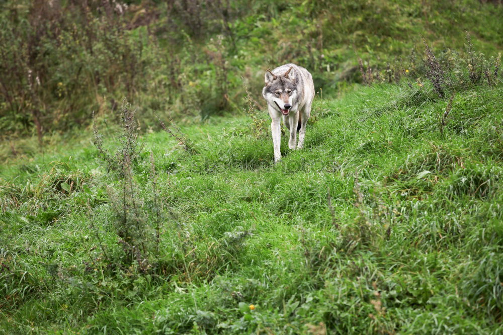 Similar – Foto Bild Road Trip Umwelt Natur
