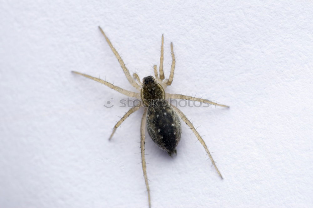 Similar – Image, Stock Photo bow tie Insect Wood Fly