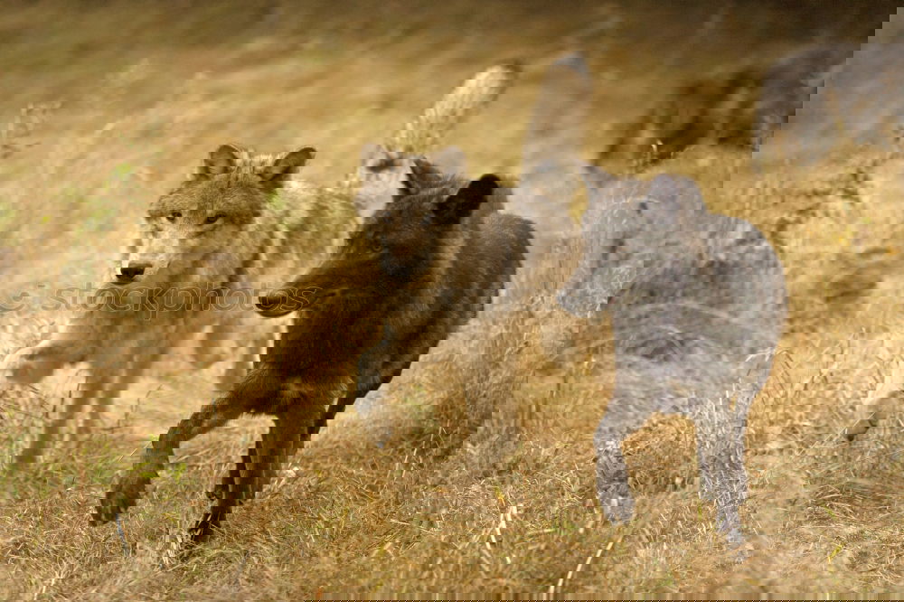 Similar – Image, Stock Photo Opposite direction Animal