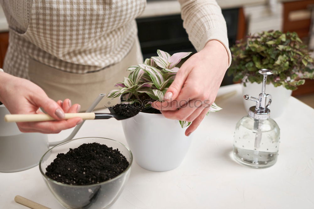 Similar – Image, Stock Photo Woman’s hands transplanting plant.