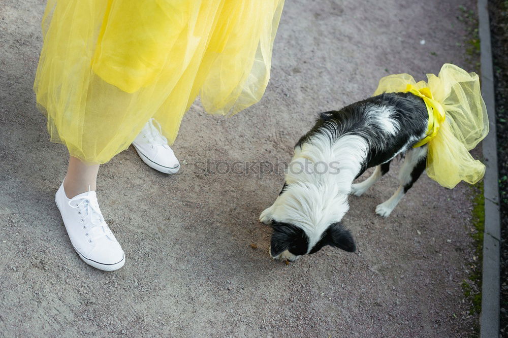 Similar – Image, Stock Photo Crossing the zebra crossing