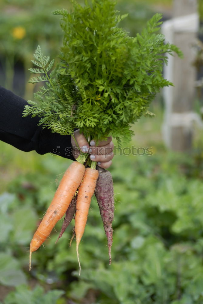 Similar – Farmer at the carrot harvest of fresh carrots outdoors