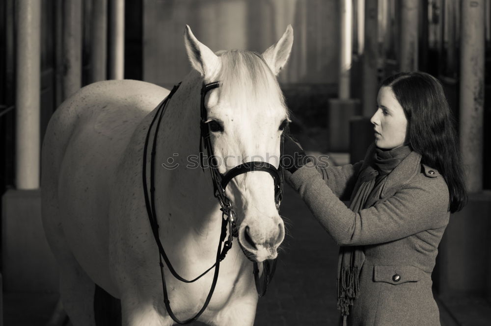 Similar – Image, Stock Photo If horses could purr…