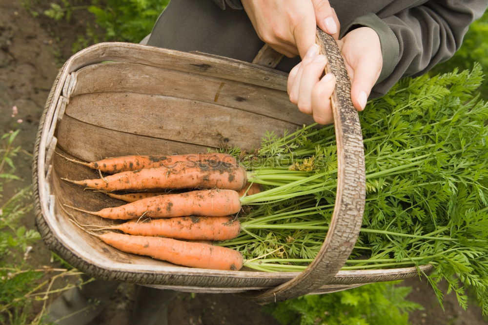 Similar – Carrots in a vegetable garden