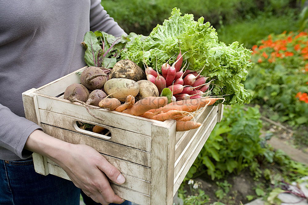 Image, Stock Photo harvest-fresh vegetables