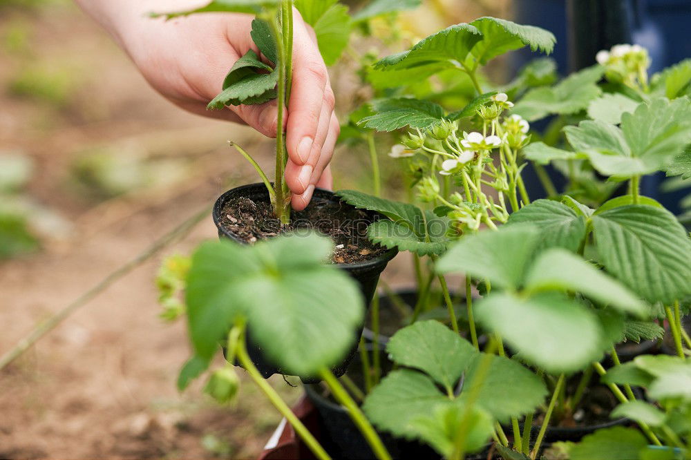 Image, Stock Photo Woman harvest carrots and beetroot in the garden