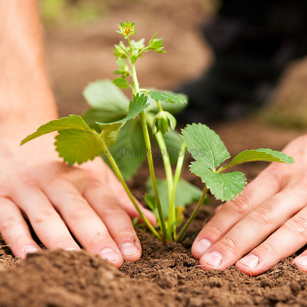 Similar – FORGET-ME-NOT Hand Earth